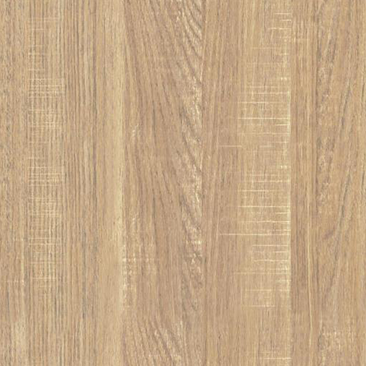 Saw-toothed Oak